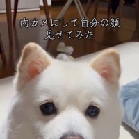 ベラちゃんが自分の姿を見た時の反応3