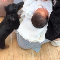 赤ちゃんとワンコ2匹の初対面6