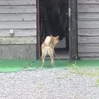 扉の中をのぞき込む犬