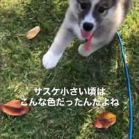 サスケくんの変化7