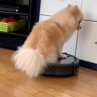 戸棚にぶつかりそうなきなこちゃん
