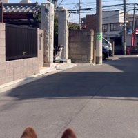 豆蔵くんが散歩拒