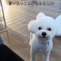 ママに訴えるポテトくん