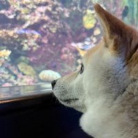 目を点にして魚を凝視