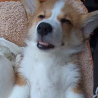 爆睡するベンくん