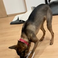 雑巾をくわえる犬