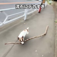 猛ダッシュのバディくん