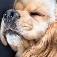 眠るハムちゃん