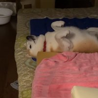 生物界で最も無力な体勢