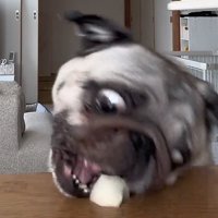 梨を食べるぽこちゃん