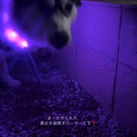 数日後のナラちゃん2