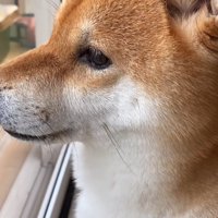 「お父さん、帰ってきて！」