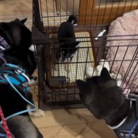 各々観察する柴犬たち