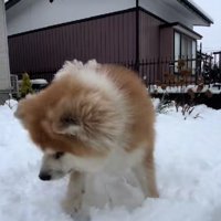 雪が似合うTaroちゃん