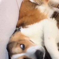 とても人懐こい性格です