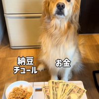 前を向く犬
