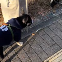 おしゃぶりを拾ったととまる君2