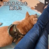 甘える老犬