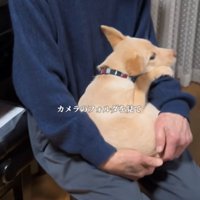 抱っこしてもらう犬2