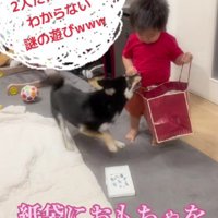 紙袋におもちゃを入れていたら…