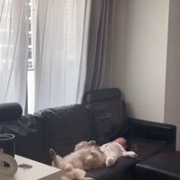 こたつ君と赤ちゃんの日常2