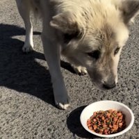 器の前まで歩み寄る犬