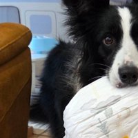 愛犬がおむつを持ってきてくれた！