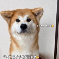 カメラを見つめる犬