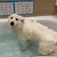 シロクマがひらがな学んでる…