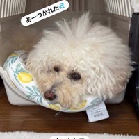 孫を預かった時のチャイちゃん⑩