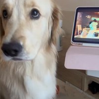 困惑する麹くん7