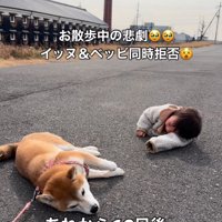 帰宅を嫌がる女の子と柴犬