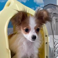 家族になってくれてありがとう