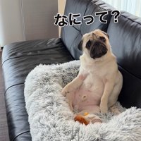 人間のように座るまめぞう君6