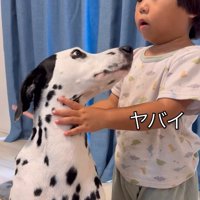大型犬のブラッシングをする子供