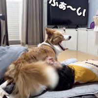 大あくびでママにお返事