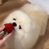 ちまちまと齧る姿も可愛い！