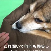 「かえれかえれかえれ」