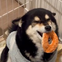 さくらちゃんのアップ