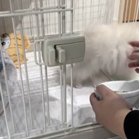 指でつつく飼い主さん