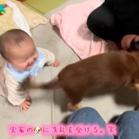 実家のワンコの洗礼を受ける赤ちゃん6