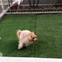 おもちゃを投げた時のベルちゃん⑩