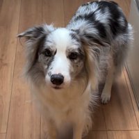 こちらを見つめる犬3