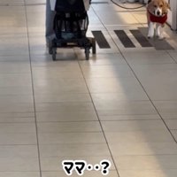 ママが現れた時のきなこちゃん2