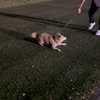 軽快なステップでお散歩♪