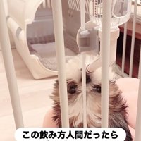 おとちゃんの水の飲み方2