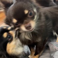 よもぎ君VSしょうぶ君の喧嘩5