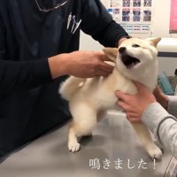 注射を打つとギャン鳴き！