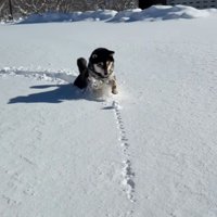 ももちゃんの雪遊び10