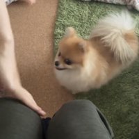 その場で様子を見る犬